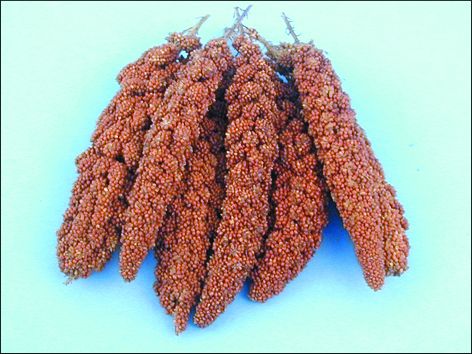 Senegalské proso - dáva sa ako "pochúťka" pre andulky; dáva sa len občas, pretože andulky vykrmuje